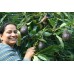 SMALL HASS AVOCADOS Each NORTHLAND Grown